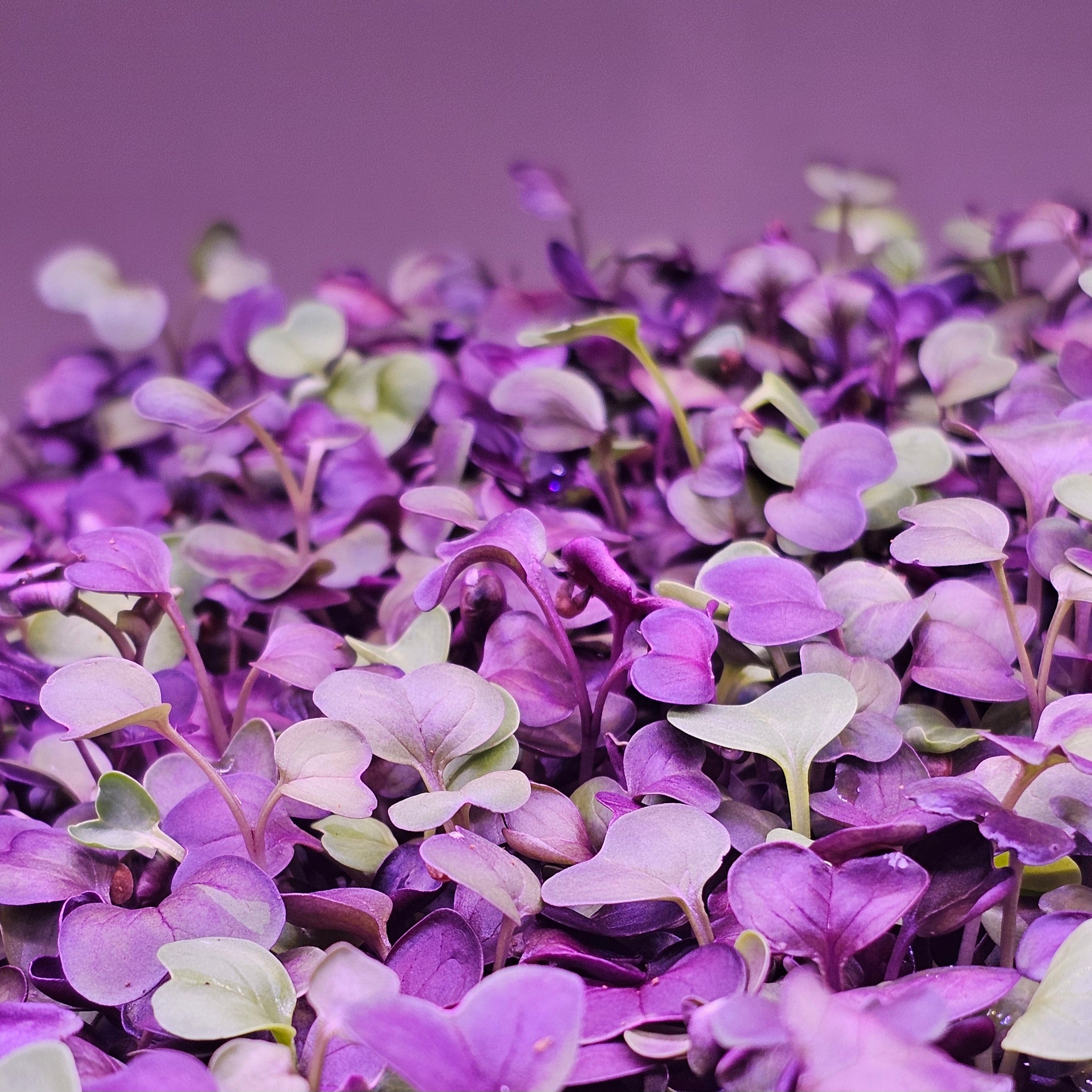 Raddish purple