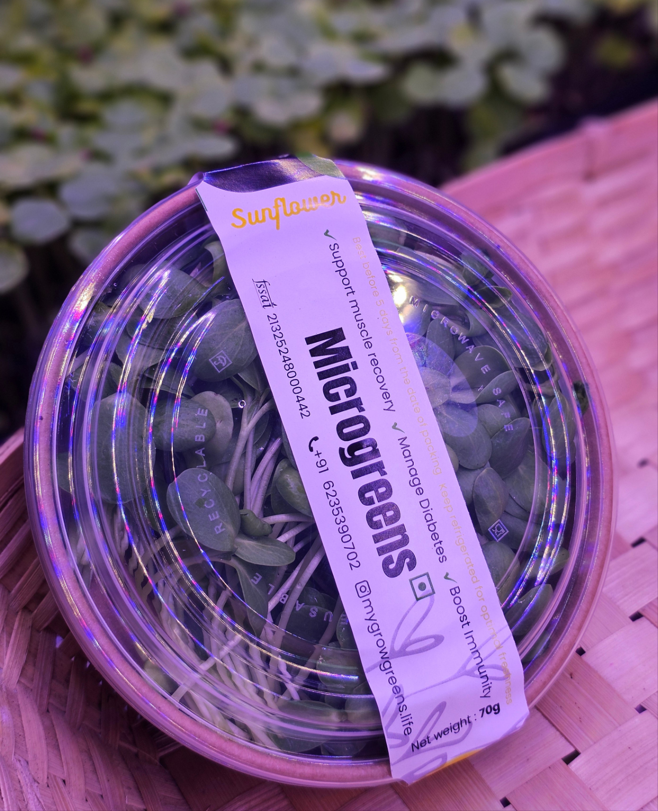 Sunflower shoot microgreens