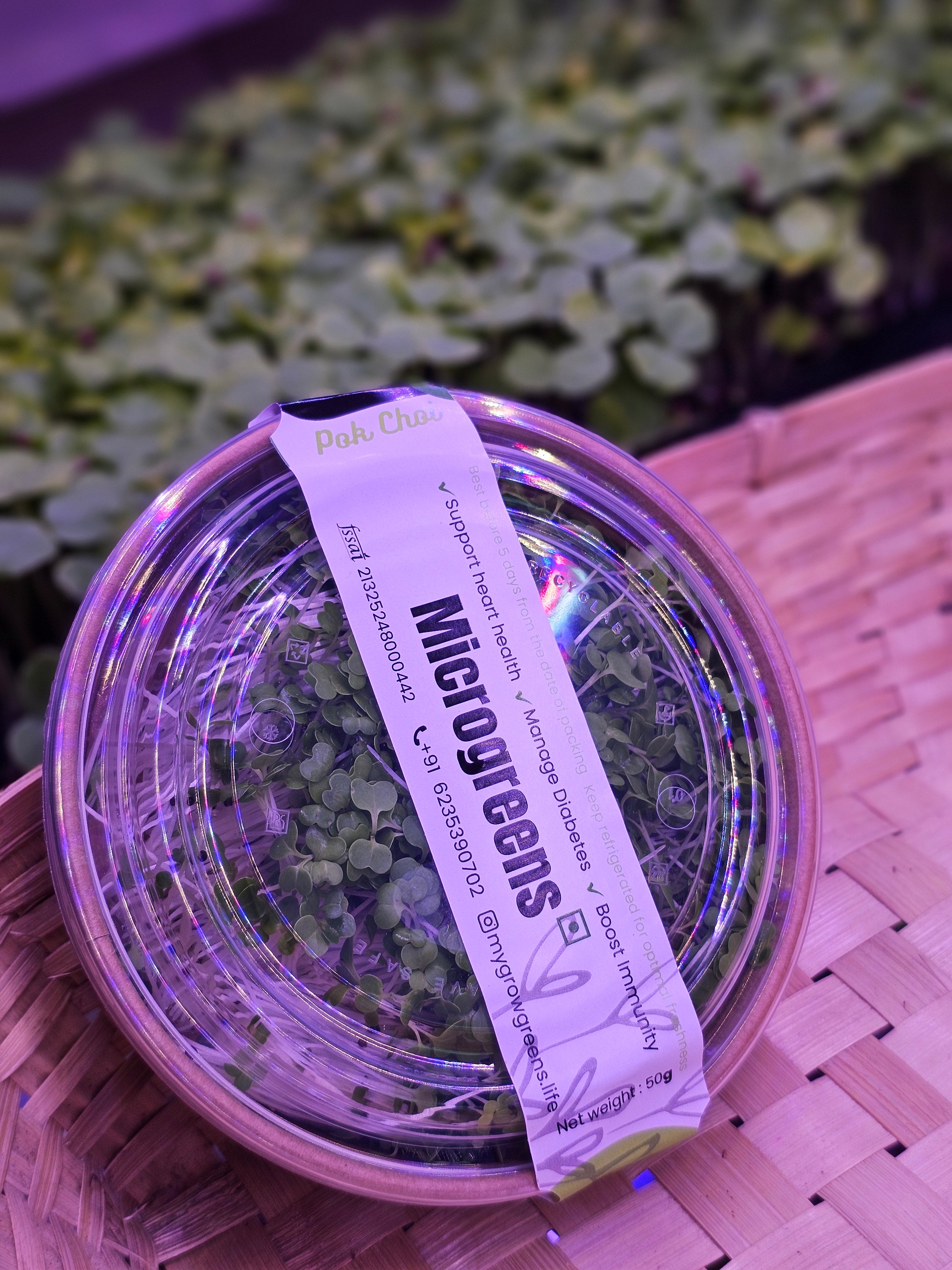 Pok choi microgreens