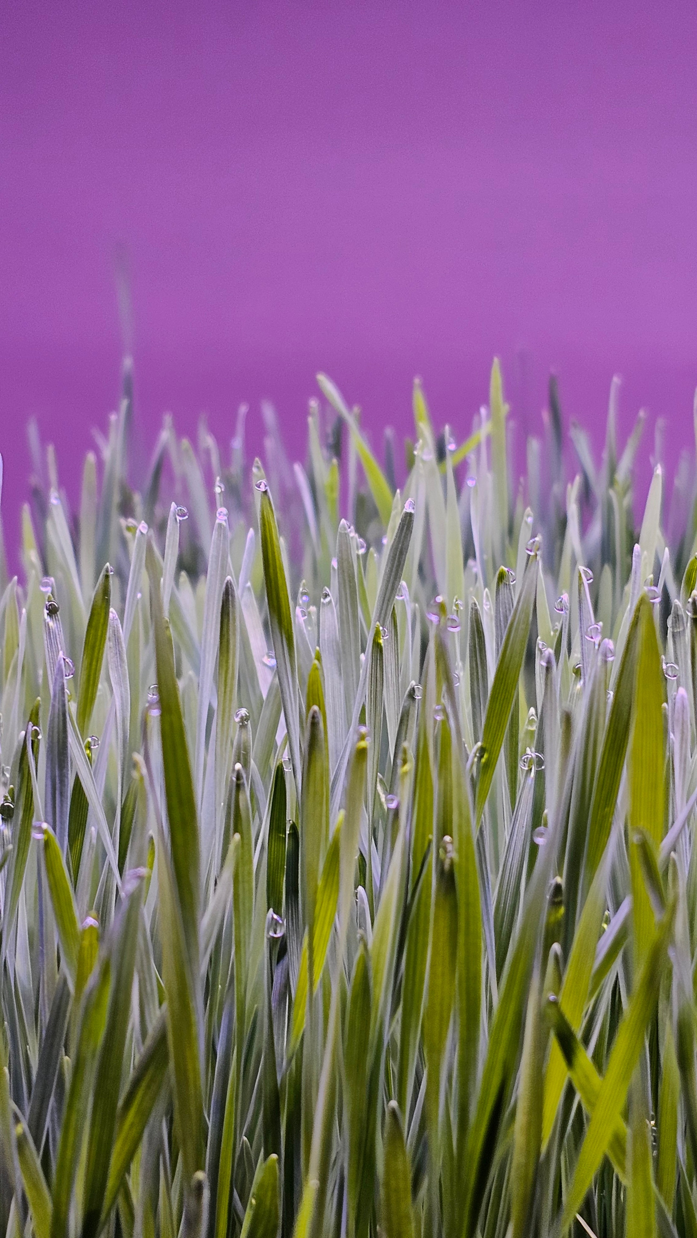 Wheat grass