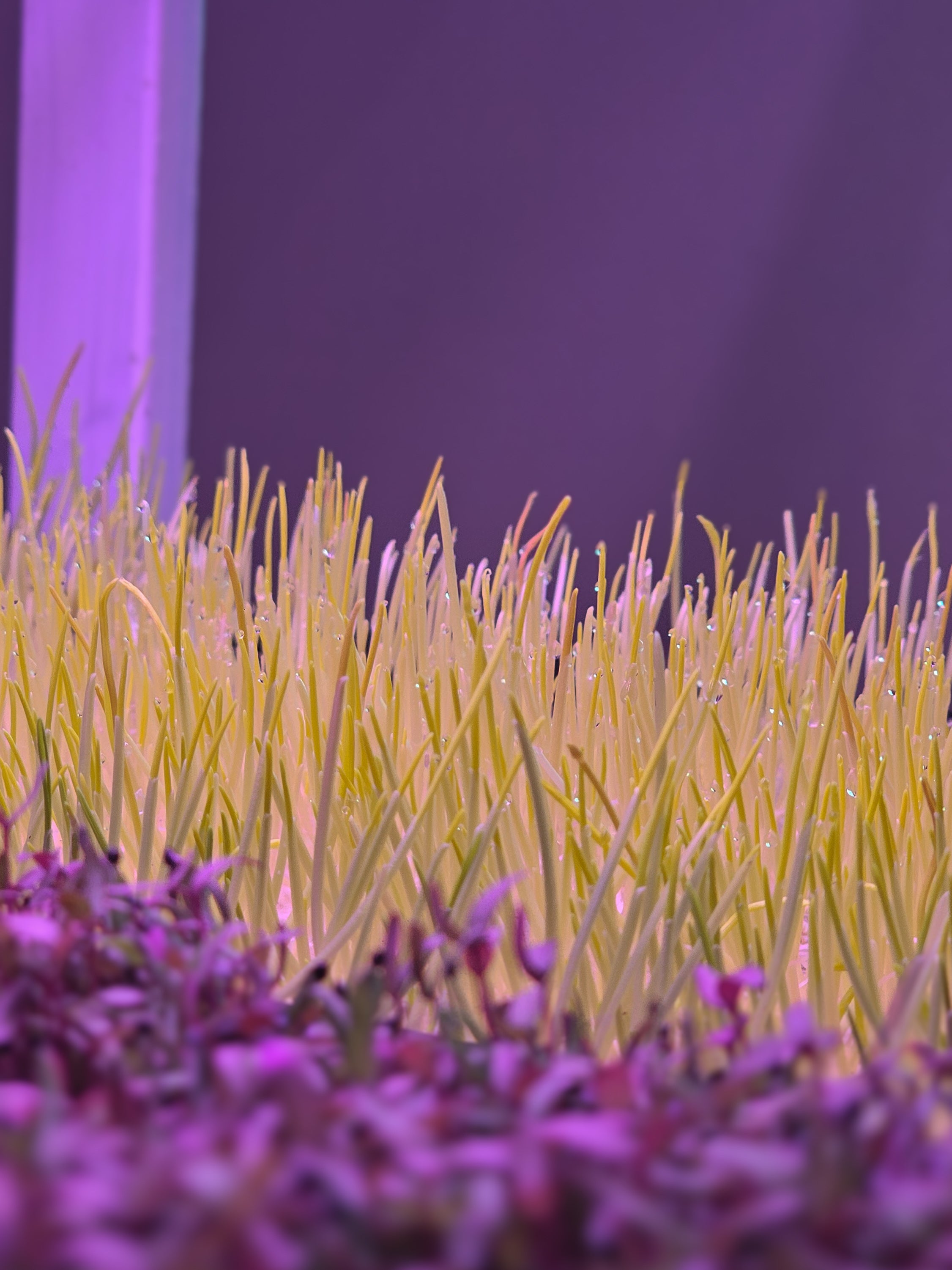 Wheat grass